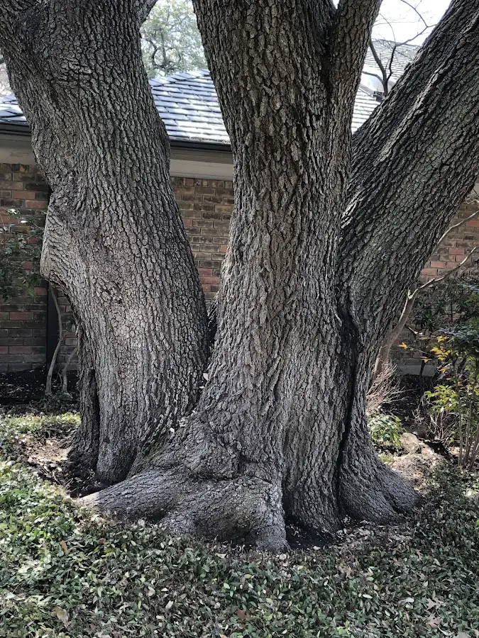 Mature heritage tree close to a Hernshaw property cared for by certified arborists